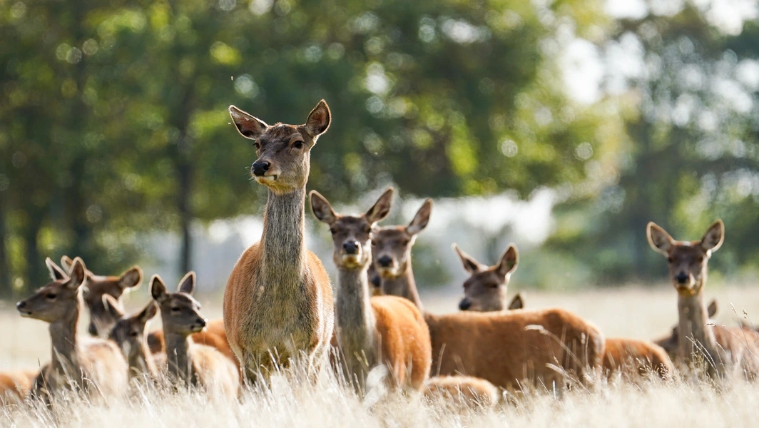 Safe driving tips for deer encounters