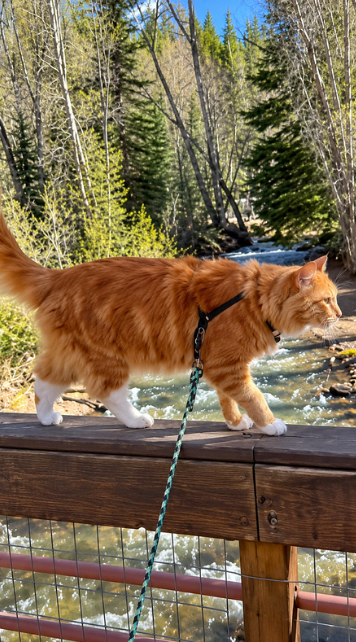 How to understand your cat's behavior and communication