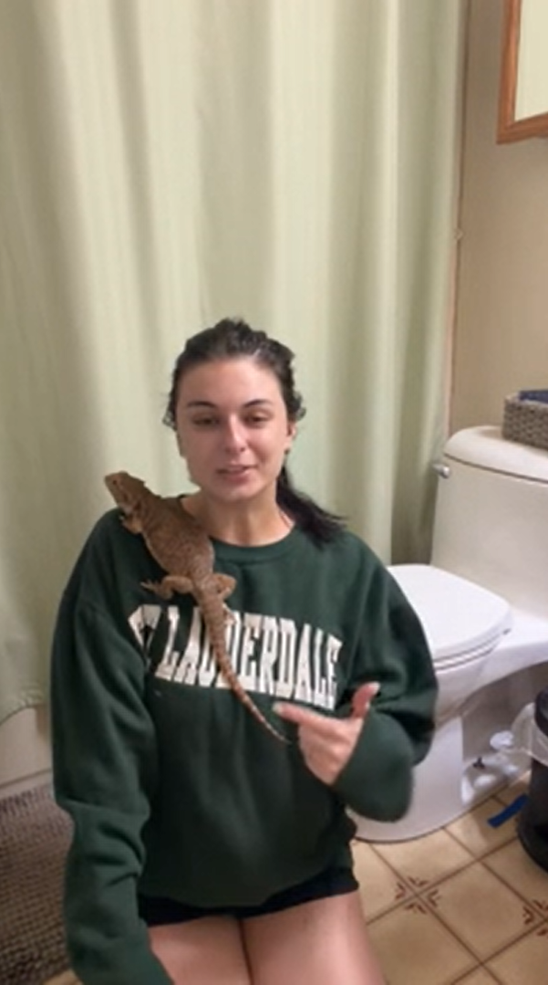 Understanding your bearded dragon’s behavior and body language