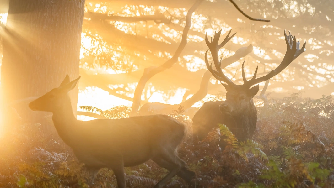 Safe driving tips for deer encounters