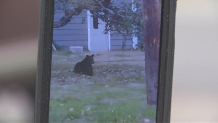Index resident attacked by mother bear and cub, locals react to ongoing ...