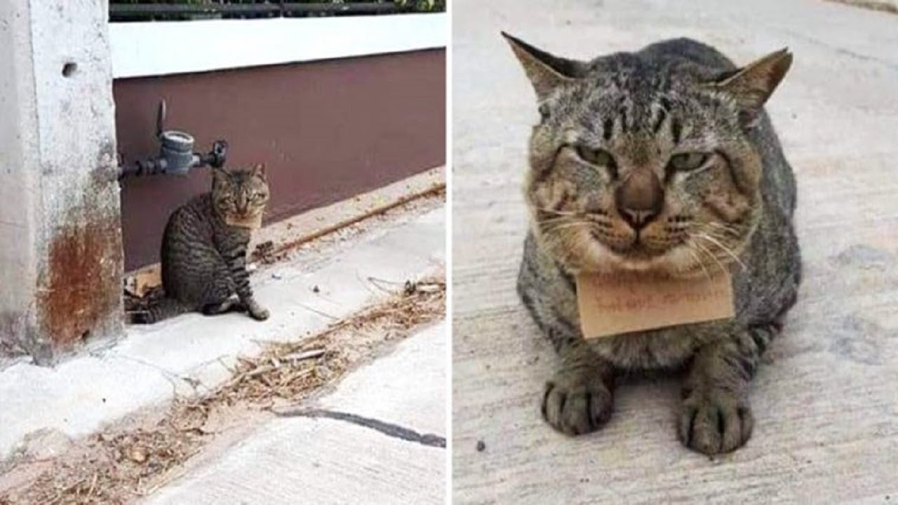 Cat returns from his outdoor adventure with three fish tied around his neck