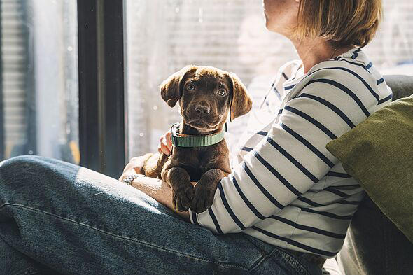 Dog trainer names 5 best breeds for families - not Labradors or golden ...