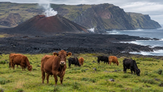 In 1961, a volcano forced 264 people off Tristan da Cunha; months later ...