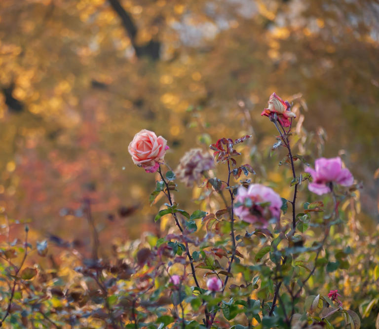 October is the best time to deal with black spot on roses – here's how ...