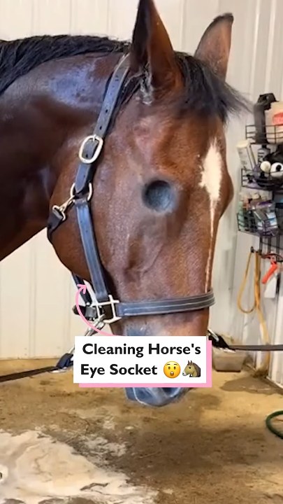 Cleaning out horse's eye socket