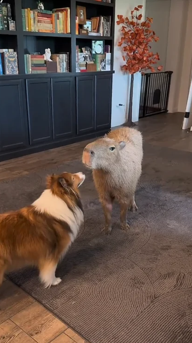 Why these capybaras occasionally get to relax on the couch