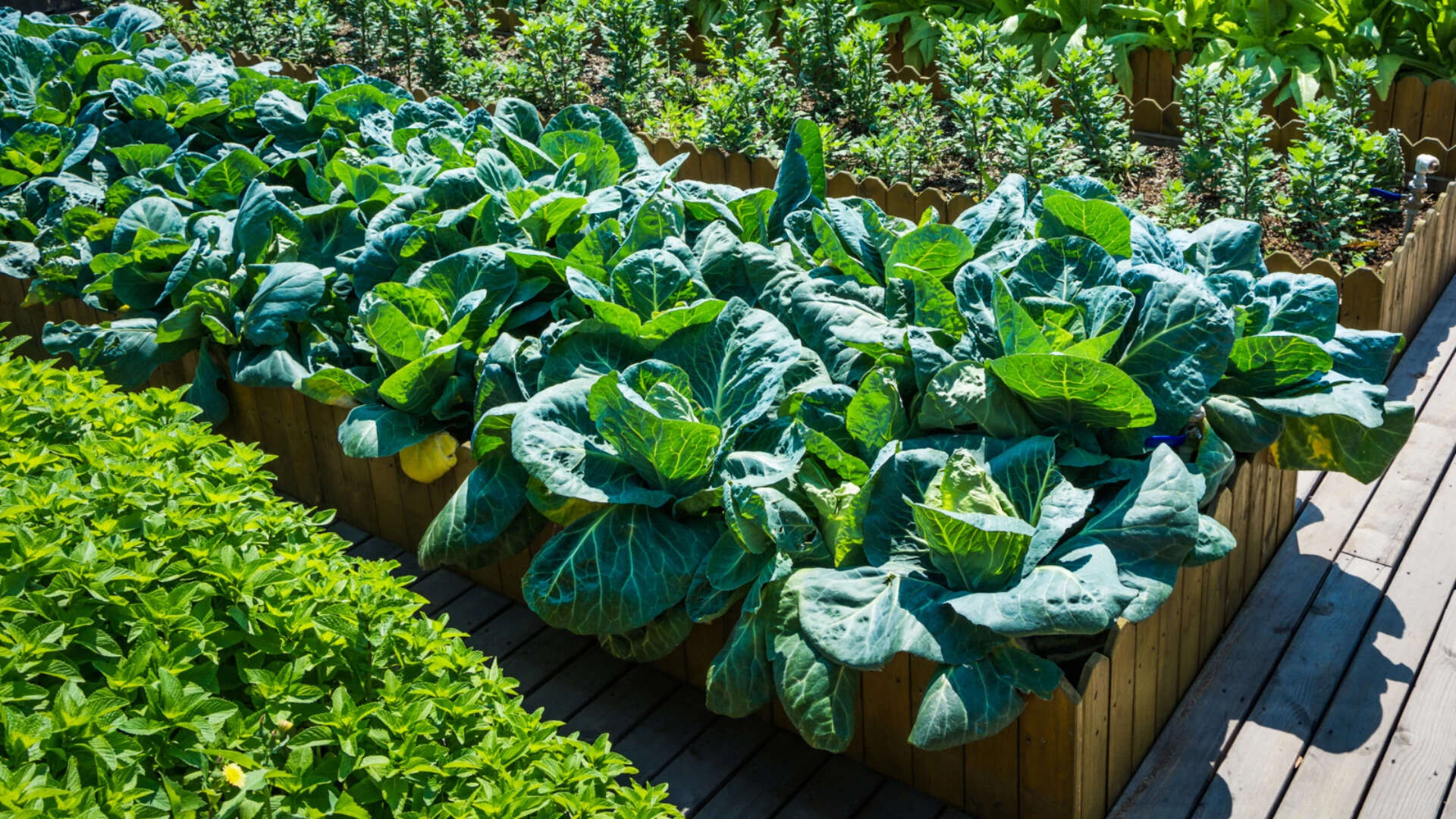 No space for a kitchen garden? You can now rent a farm to grow your own ...