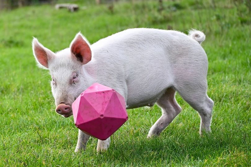 Roadside rescue piglet Tom named real-life Babe after being saved hours ...