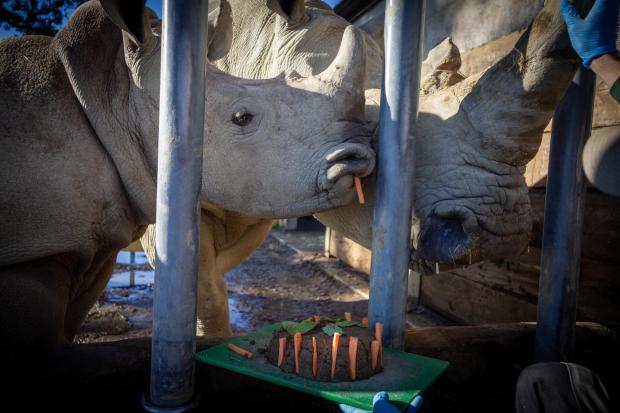 White rhino siblings tuck into specially made first birthday cake