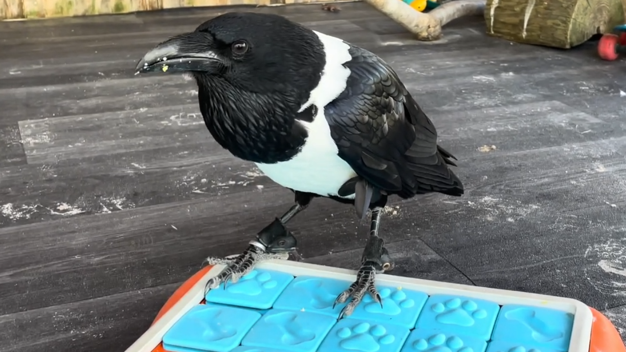 Crows explore heat and physics concepts while pumpkin enjoys gentle ...