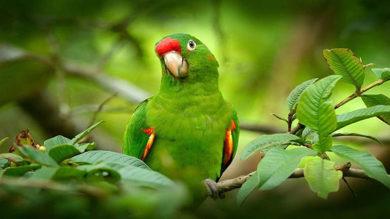 Why can parrots talk like humans? The answer is more fascinating than ...