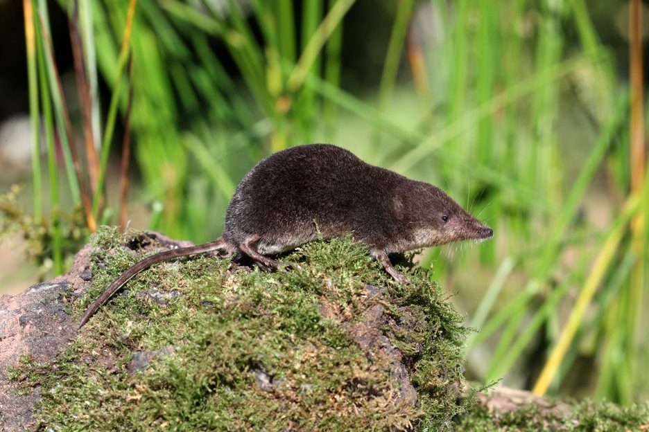 This tiny British mammal shrinks its brain every winter — then grows it ...