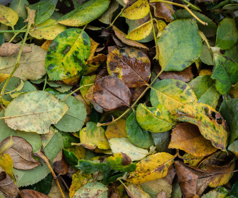 October is the best time to deal with black spot on roses – here's how ...
