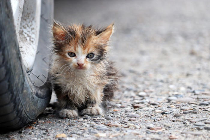 猫を『外に出す』のは控えるべき理由5つ 危険なトラブルの可能性や出たがる場合の予防策