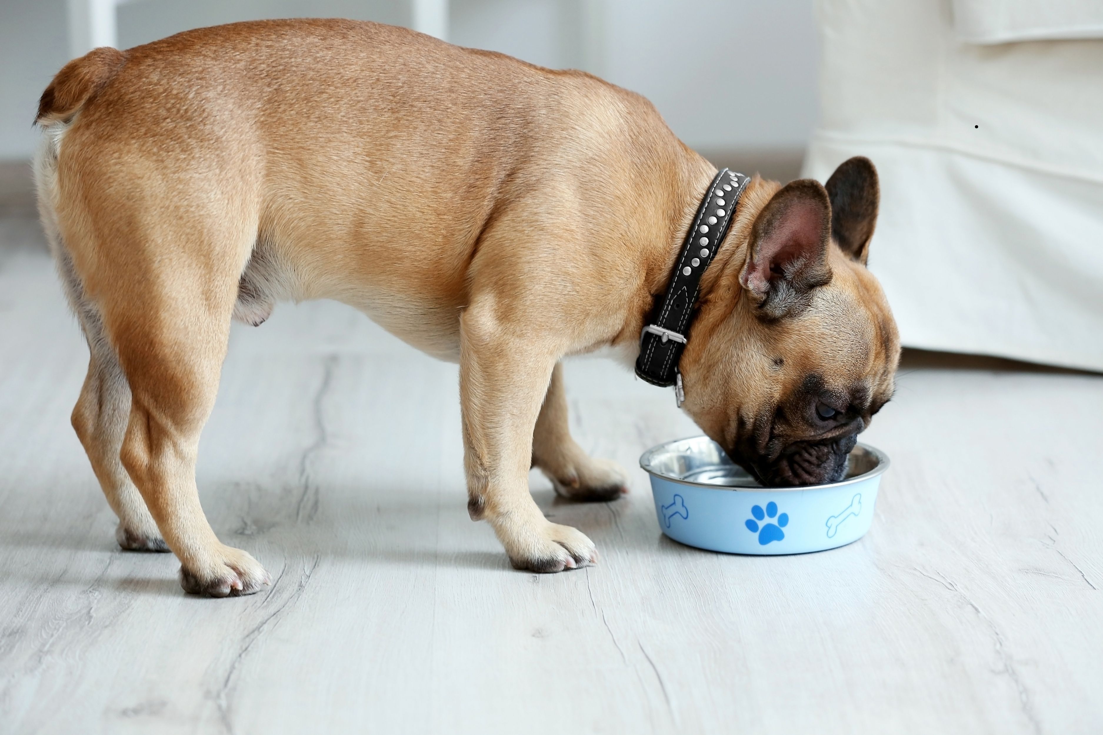 Dog fussy eaters 2026: These are the 13 breeds of adorable dog known to ...