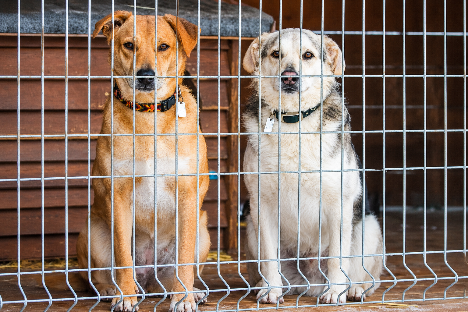 More than 100 dogs enter county care as Devore seeks placements