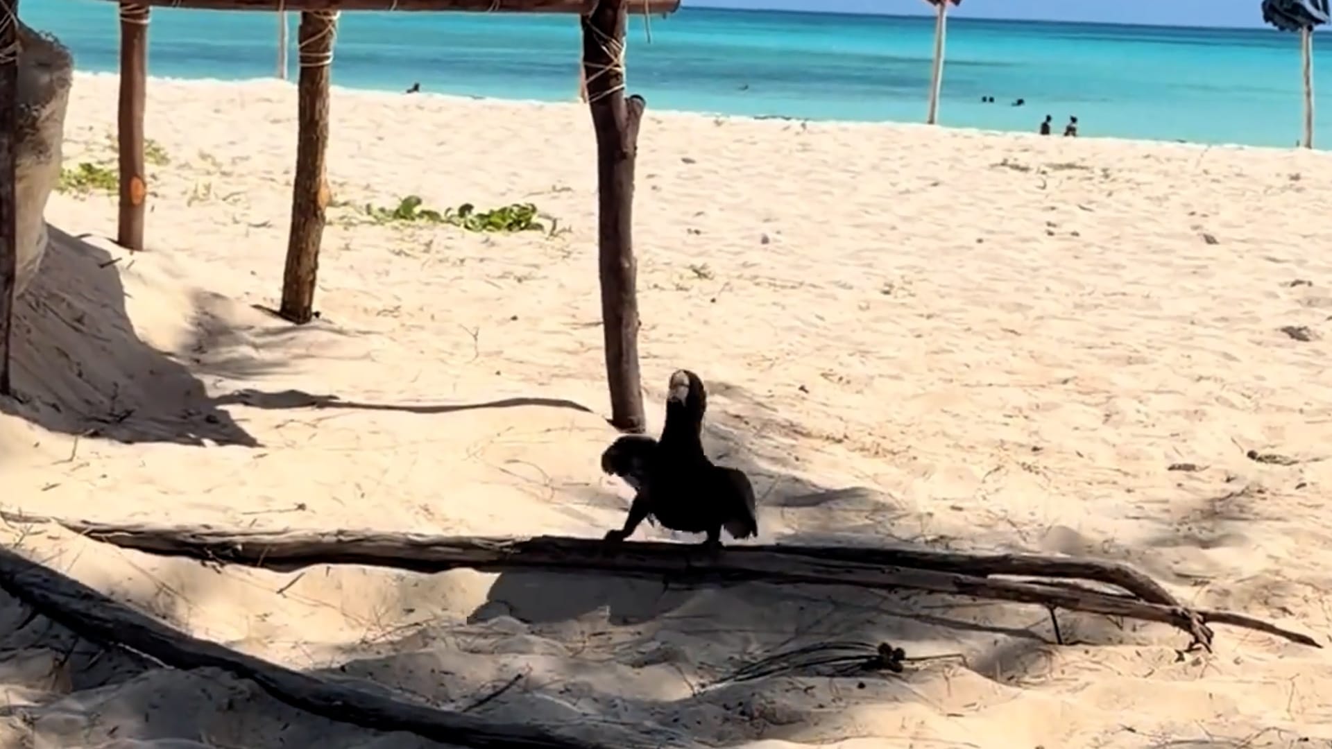 Bird shows off its best moves as it dances to music on beach