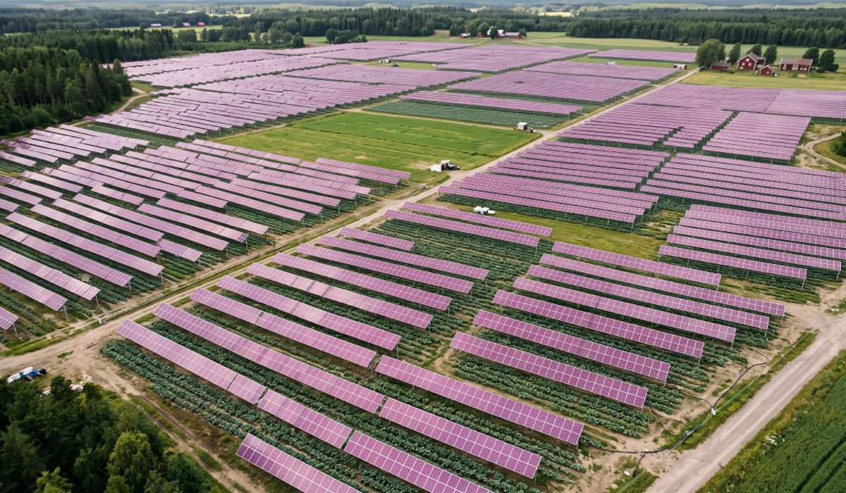 Suecia tiñe de magenta sus paneles solares y consigue cosechar debajo ...