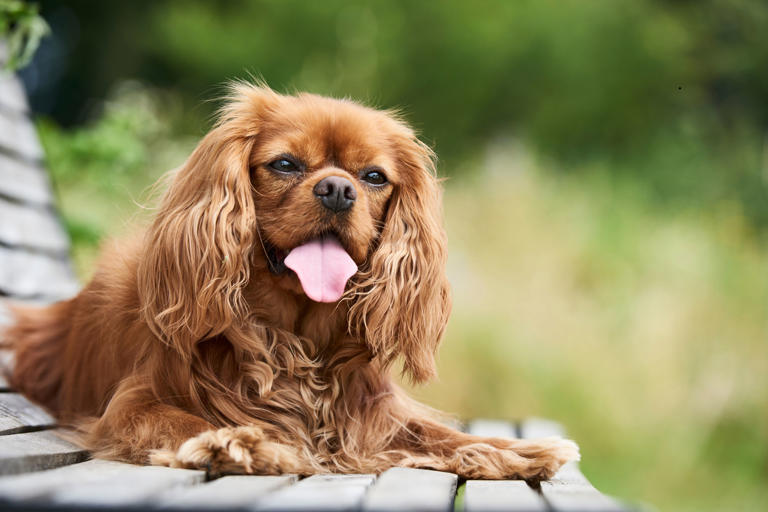 Dog fussy eaters 2026: These are the 13 breeds of adorable dog known to ...