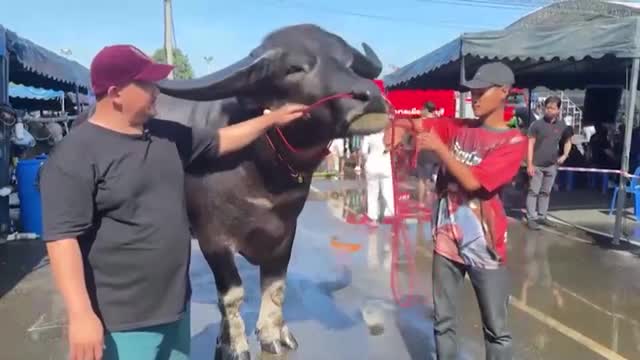 Huge buffalo standing 5'6