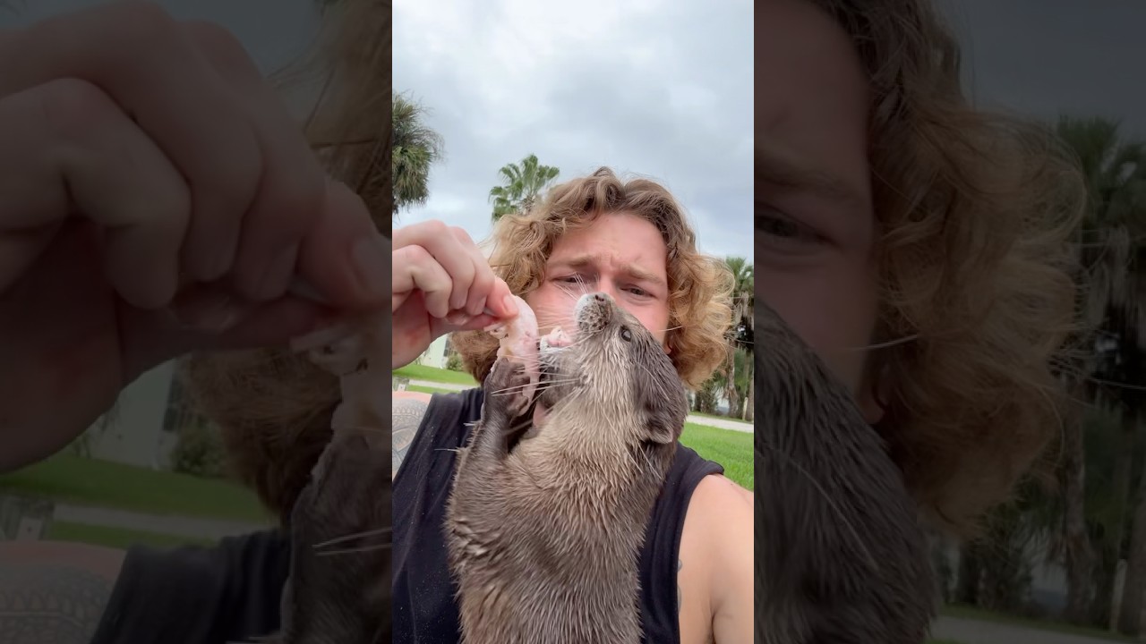 Otter friend