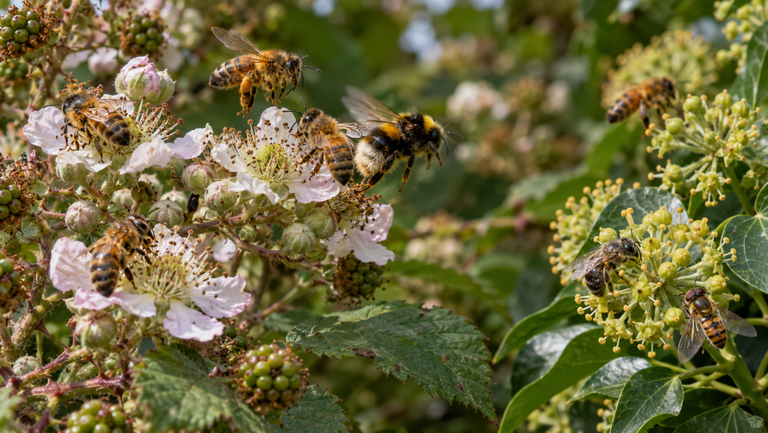 Honey bees are bullying other pollinators off flowers, UK scientists find