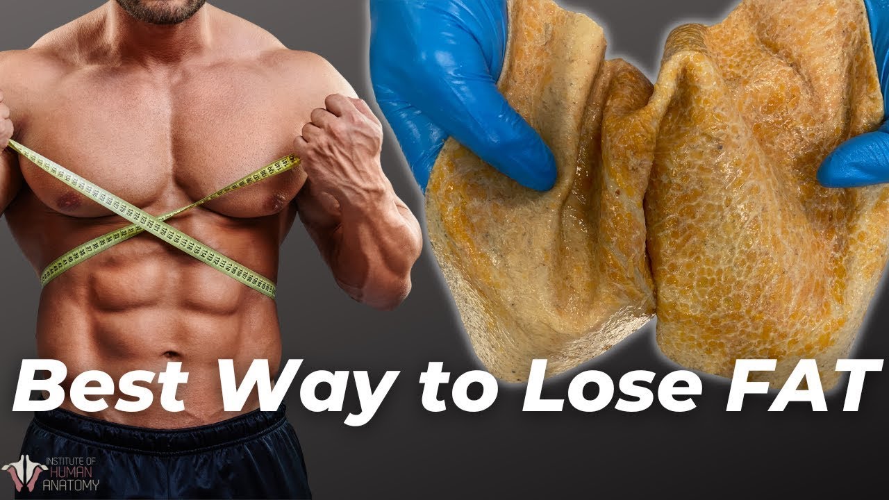 The best way to lose fat according to anatomy | The science of the fat ...