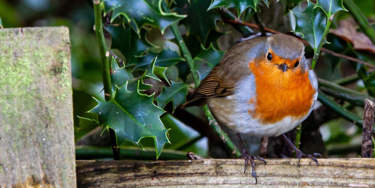 Plant this one shrub now to see goldfinches and robins flock to your ...