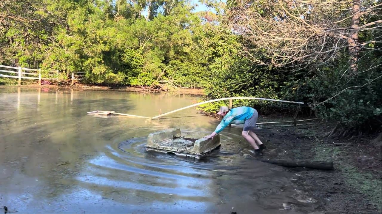 A fish rescue team collects large aquarium fish from an abandoned pond