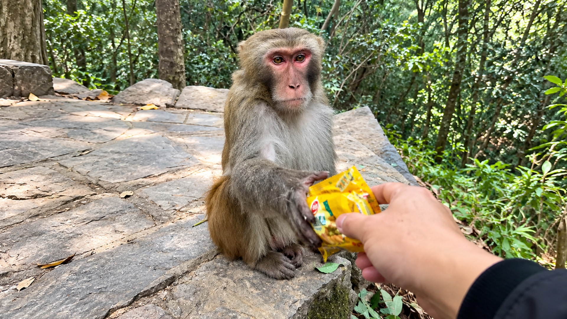 A hungry looking monkey reaches for a snack packet