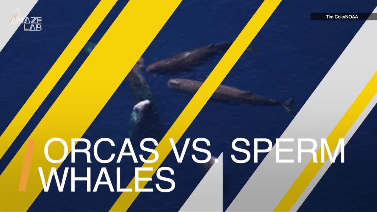 A closer look: Sperm whales use poop against orcas