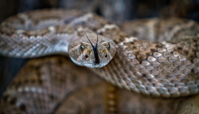 Trail cam captures western diamondbacks emerging from a den, with one ...