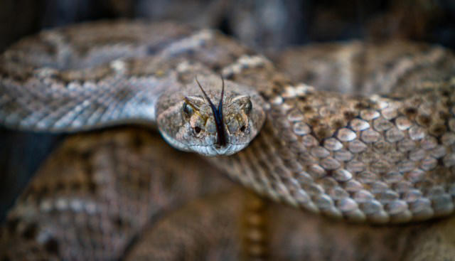Trail cam captures western diamondbacks emerging from a den, with one ...