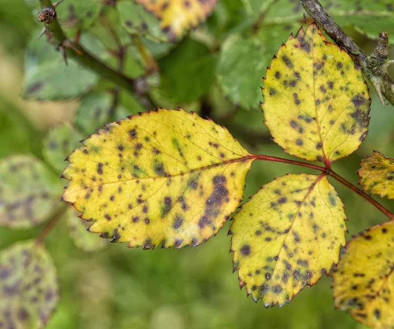 October is the best time to deal with black spot on roses – here's how ...