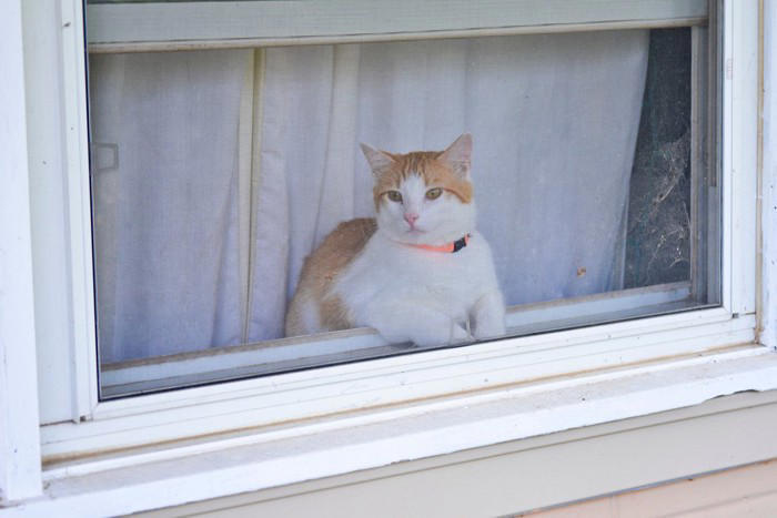 猫を『外に出す』のは控えるべき理由5つ 危険なトラブルの可能性や出たがる場合の予防策