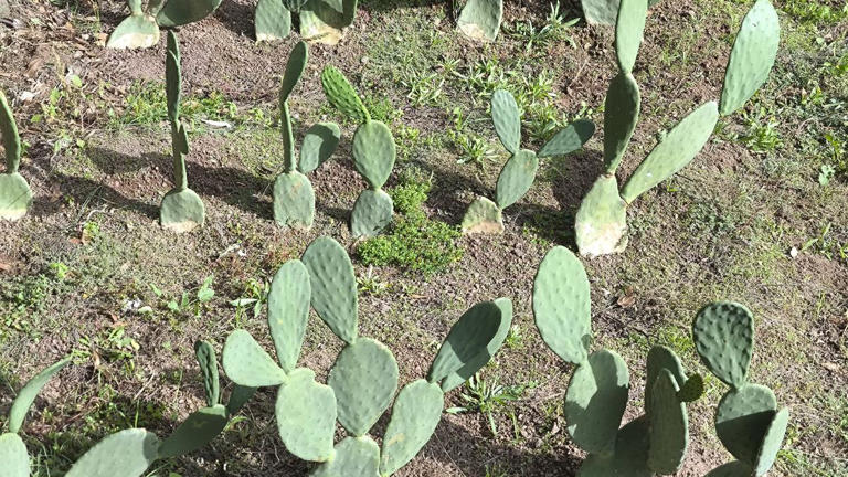 Los cactus del volcán Montsacopa