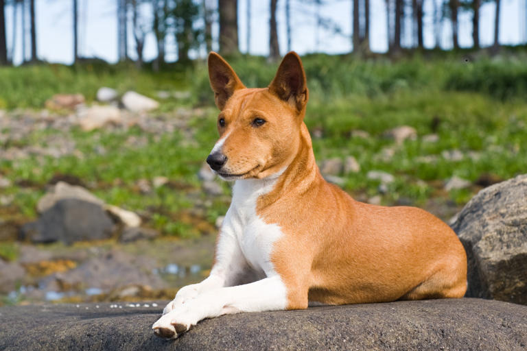 Dog fussy eaters 2026: These are the 13 breeds of adorable dog known to ...