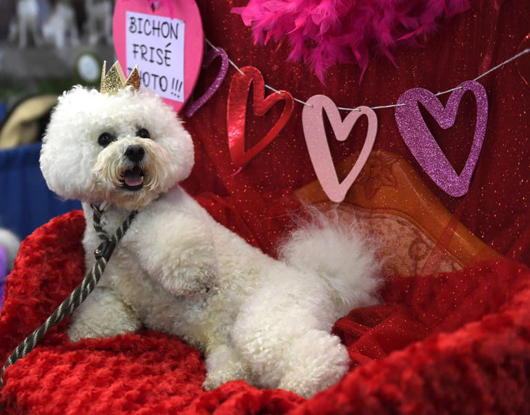 Dog fussy eaters 2026: These are the 13 breeds of adorable dog known to ...
