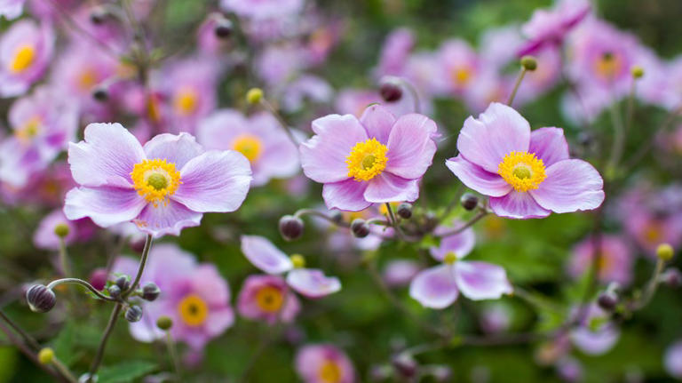 Plant this perennial in October for blooms that are worth the wait