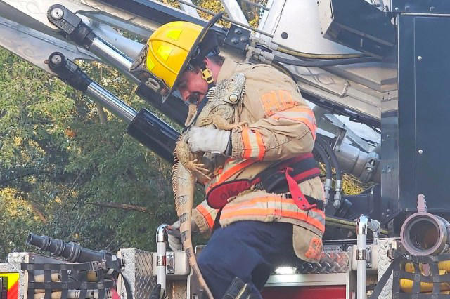 Kansas firefighters answer call for very sweet pet iguana stuck in tree
