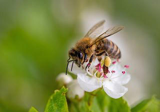 Honey bees are bullying other pollinators off flowers, UK scientists find