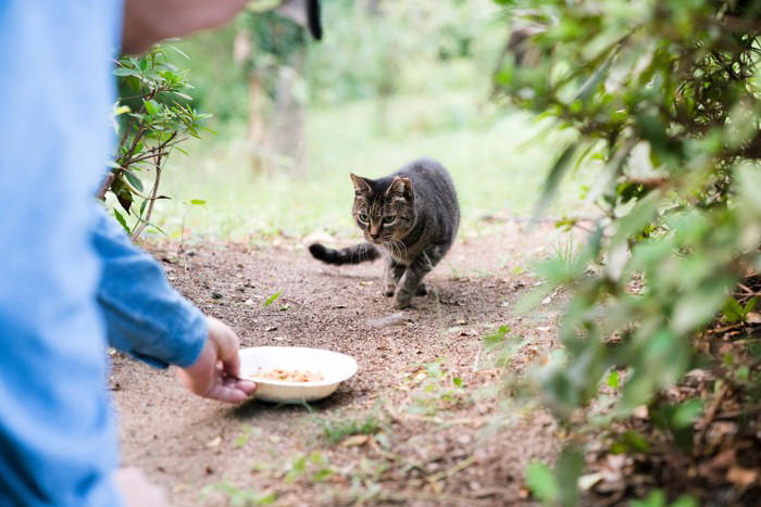 猫を『外に出す』のは控えるべき理由5つ 危険なトラブルの可能性や出たがる場合の予防策