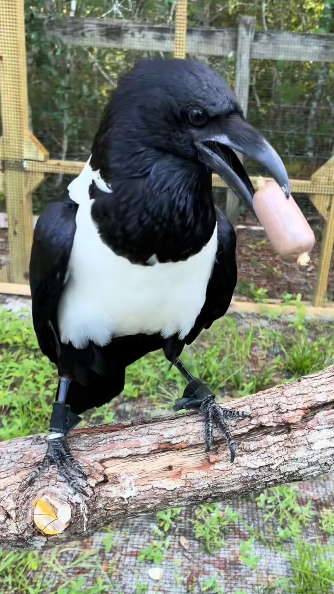 Trixie the crow eats a sausage