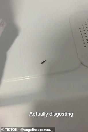 Why your house is a magnet for silverfish: Brits say their homes are ...