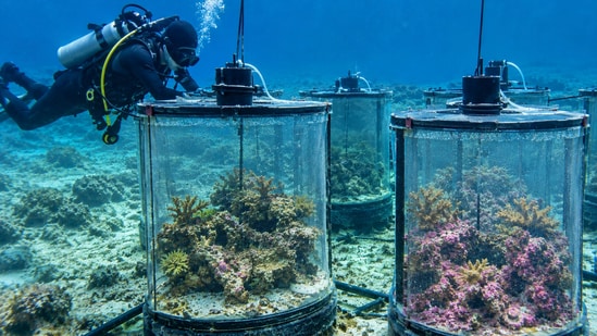In a 10-month Hawaii experiment, scientists raised CO₂ to future levels ...