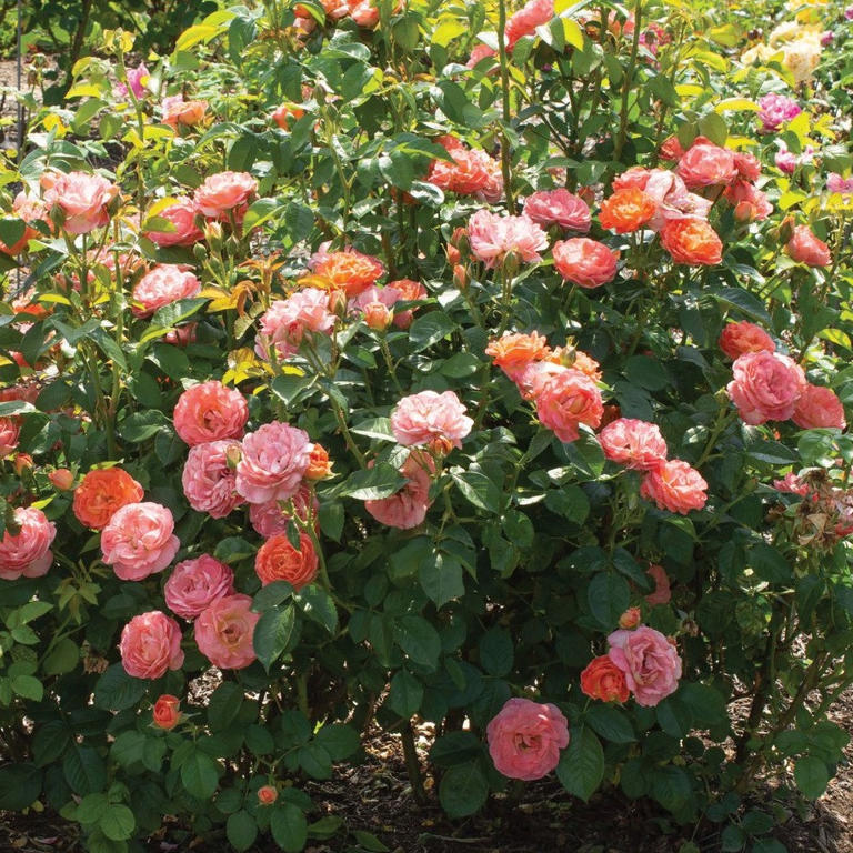 October is the best time to deal with black spot on roses – here's how ...