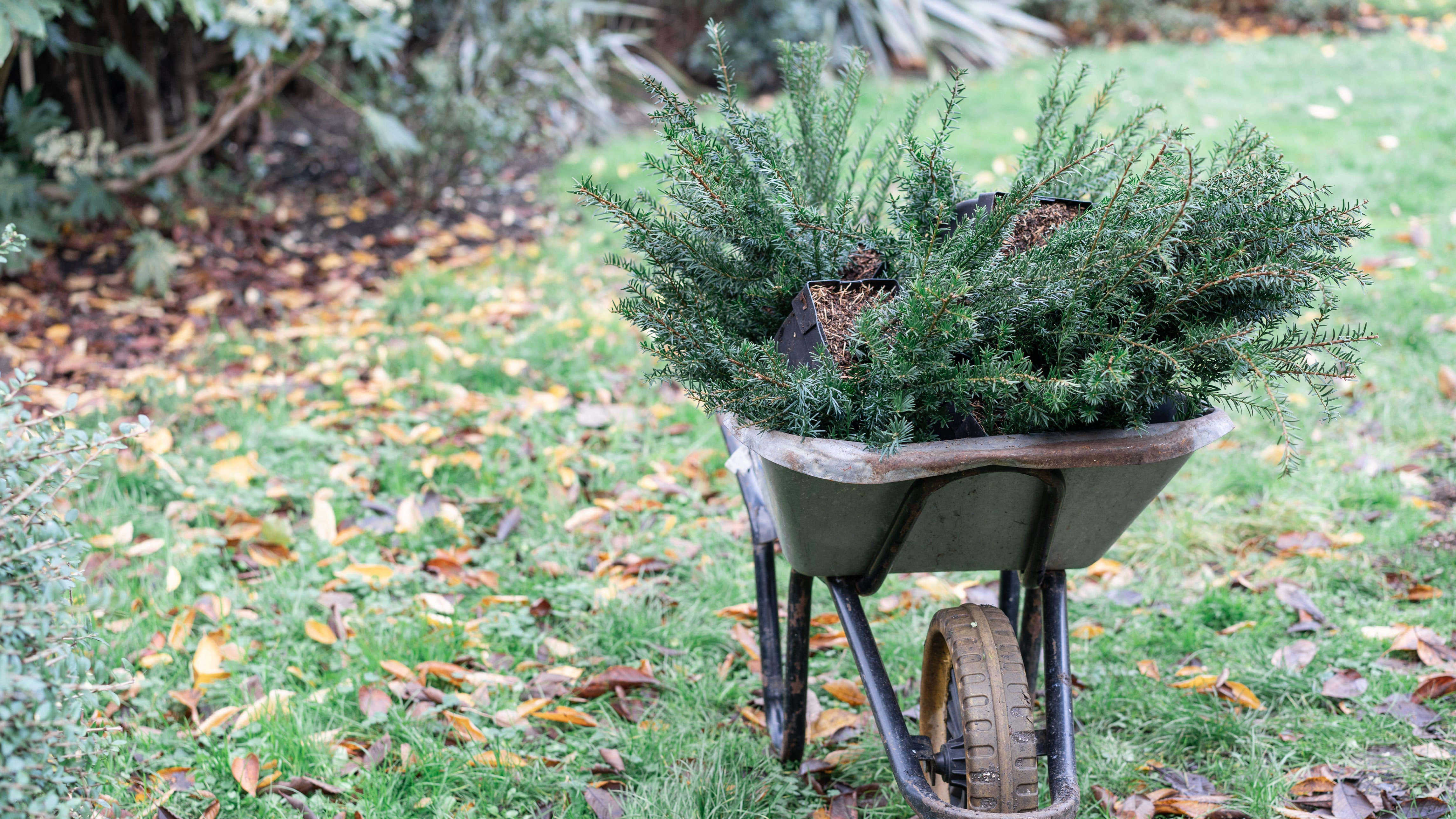 How to get your garden ready for Christmas