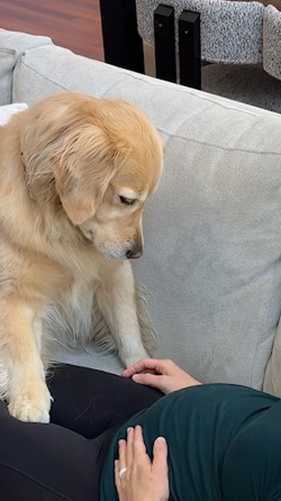 A golden retriever feels the baby kick for the first time and can't ...