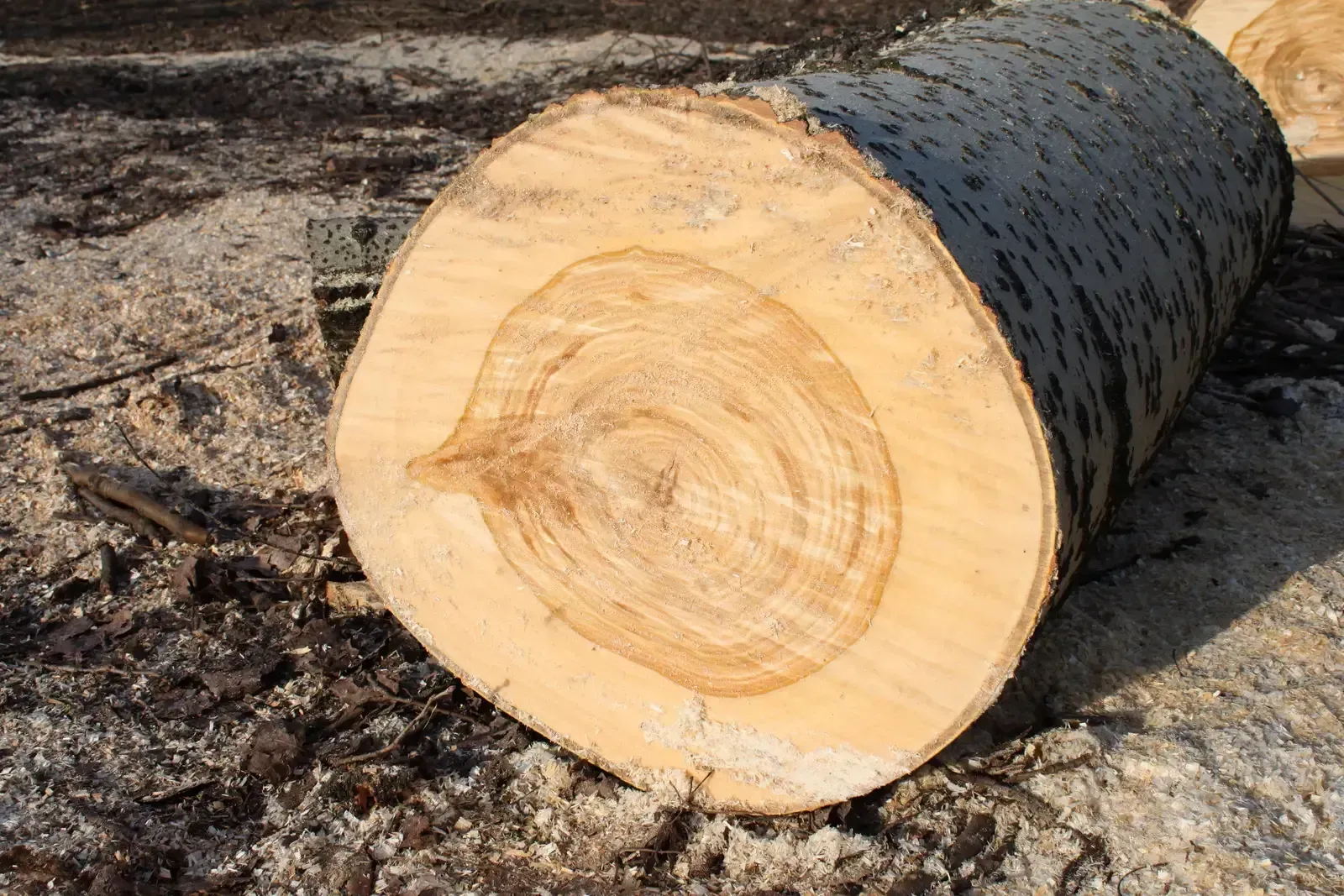 Inside every tree trunk is a climate diary most people don’t know exists